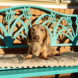 Finn - Dachshund