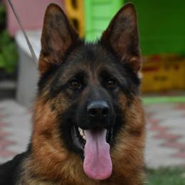 German Shepherd puppies from Von Kunstlerisch