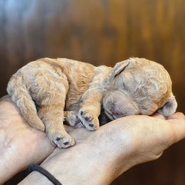 Pocus - Apricot female Poodle puppy in Springfield, Oregon from Valaurah Farms
