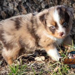 Miniature American Shepherd, Miniature Australian Shepherd, and Toy Australian Shepherd Puppies from Best Little Aussies