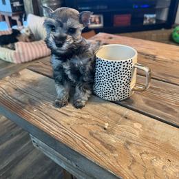 Ruby - Black and silver female Miniature Schnauzer puppy in Atoka, Oklahoma from Boggy Depot Cavaliers & Friends