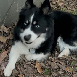 Pomskies from Fort Smith Pomsky’s