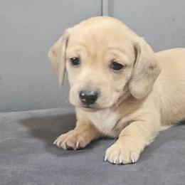 Smidge - Dapple male Dachshund puppy in Ocala, Florida from Chelsey Reynolds Tellier