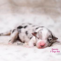 Sparkle - Blue merle female Australian Shepherd puppy in Woodford, Virginia from Skyborne Australian Shepherds