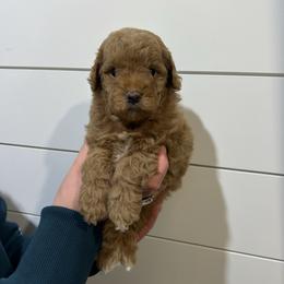 Nicole Kidman - Red female Aussiedoodle puppy in Payson, Utah from Country Sky Doodles