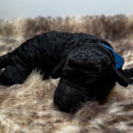 Robin (Blue Collar) - Black male Poodle puppy in Monroeville, Pennsylvania from K & A Standard Poodles