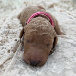 Lotus - Apricot female Poodle puppy in Otto, North Carolina from Wild Suns Farm