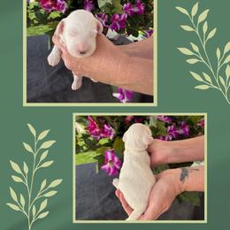 Snow White - Chalk female Australian Labradoodle puppy in Cashmere, Washington from Mountain Home Doodles