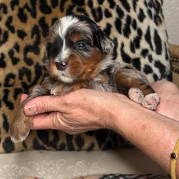 Black - Merle male Bernedoodle puppy in Curtice, Ohio from The Pink Doghouse