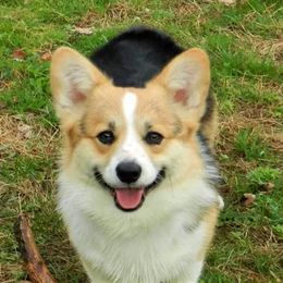 Prince Charles - Pembroke Welsh Corgi