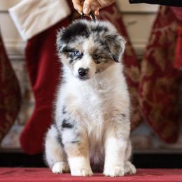 Australian Shepherds from Gemmell Australian Shepherds