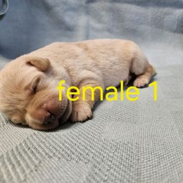 Girl 1 - Yellow female Labrador Retriever puppy in Avon, Minnesota from Labs on Sand kennel