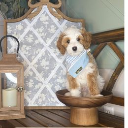 Ross - Apricot male Goldendoodle puppy in Layton, Utah from Gracious Doodle Dogs