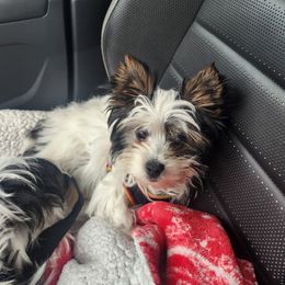 Boo - Black tan and white male Biewer Terrier puppy in Spotsylvania Courthouse, Virginia from Donna's Biewer Terriers