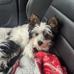 Boo - Black tan and white male Biewer Terrier puppy in Spotsylvania Courthouse, Virginia from Donna's Biewer Terriers