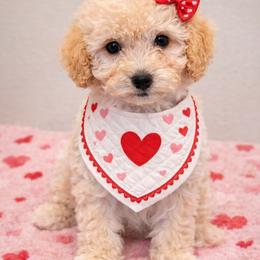 Girl 1 - Apricot female Goldendoodle puppy in Metairie, Louisiana from Maggies Goldendoodles of Louisiana