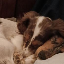 Chaser - Dachshund