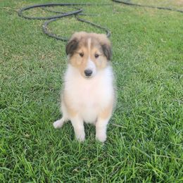 Boy 2 - Collie puppy from Prime Star Collies