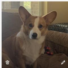 Jughead - Pembroke Welsh Corgi