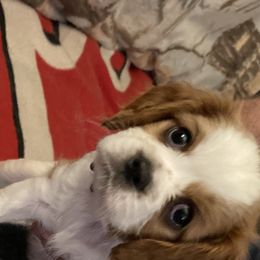 Cavalier King Charles Spaniels from Karen's Cavalier King Charles Spaniels