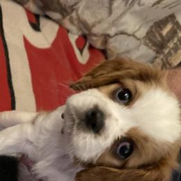 Cavalier King Charles Spaniels from Karen's Cavalier King Charles Spaniels