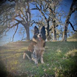 Border Collie puppies from Wild Rose Ranch