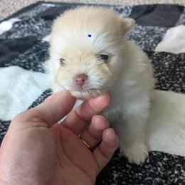 Peanut - Cream male Pomeranian puppy in Westphalia, Kansas from Prairie Ridge Kennel