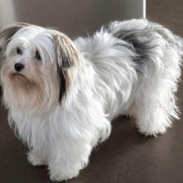 Parti girl - Yorkshire Terrier