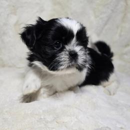 Tessa - Black and white female Shih Tzu puppy in Mountain Grove, Missouri from Precious Puppies