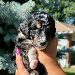 Ruby - female Australian Mountain Doodle puppy in Blue Springs, Missouri from Jeanie’s Doodles