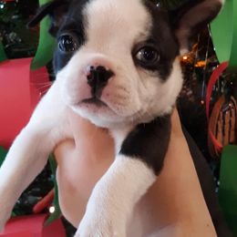 Boston Terrier Puppies from R and M Kennels