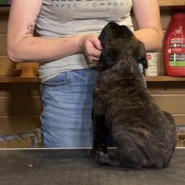Cane Corso Puppies from Arcana Cane Corso