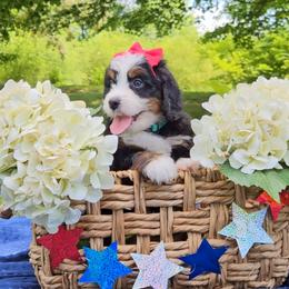 Pearl - Tri-color female Bernedoodle puppy in Russell Springs, Kentucky from 270 Doodles