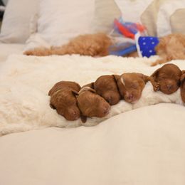 Cavapoo Puppies from Coastal Cavapoos