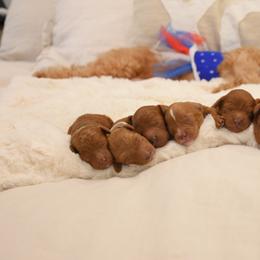 Cavapoo Puppies from Coastal Cavapoos
