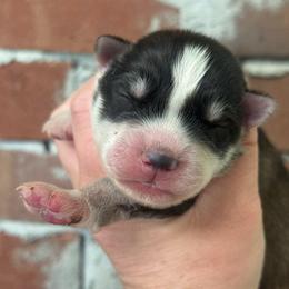 Elio - Agouti and white male Siberian Husky puppy in London, Ohio from Rose Trail Siberian’s
