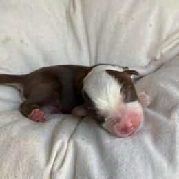 James - Red tri-color male Australian Shepherd puppy in Grants Pass, Oregon from Carmel Mountain Aussies