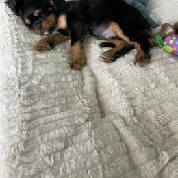 Cavalier King Charles Spaniel Puppies from Malikim Cavaliers