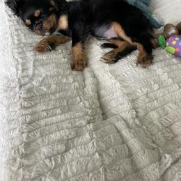 Cavalier King Charles Spaniel Puppies from Malikim Cavaliers