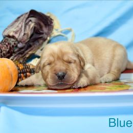 Boy 4 - Yellow male Labrador Retriever puppy in Parma, Idaho from Campbell Valley Labradors