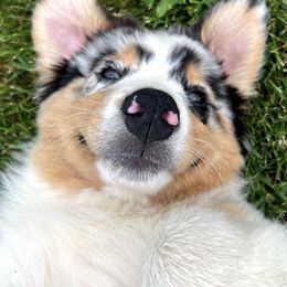 Australian Shepherds and Mastiffs from McKinley Mastiffs & Aussies