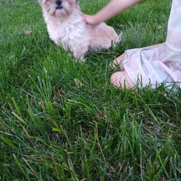 Lola - Shih Tzu
