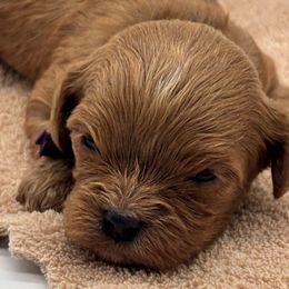 Slay - Red female Cavapoo puppy in Cedar City, Utah from Cedar Sprout Puppies
