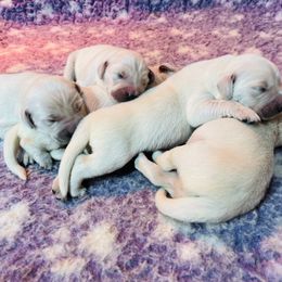Golden Retriever Puppies from LHA Golden Retrievers
