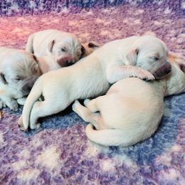 Golden Retriever Puppies from LHA Golden Retrievers
