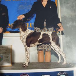Reba - German Shorthaired Pointer