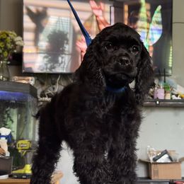 Kyrah - Cocker Spaniel