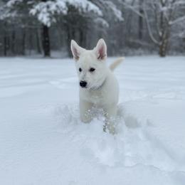 Grey Collar  (Kohl) - White male Berger Blanc Suisse puppy in Rice Lake, Wisconsin from Windswept White Swiss Shepherds
