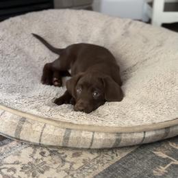 Labrador Retriever Puppies from Breanna Rieland LaBounty