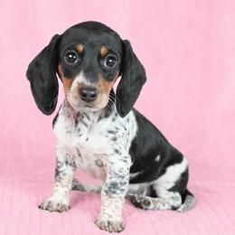 Gracie - Piebald female Dachshund puppy in Milroy, Pennsylvania from Not Your Average Weiner